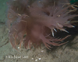 A Rainbow nudi on the prowl! by Kip Nead 